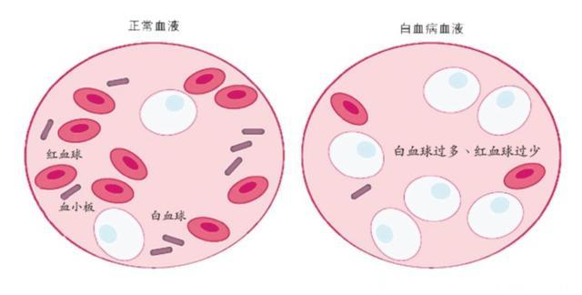 六宝典最新资料大全