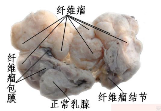 六宝典最新资料大全