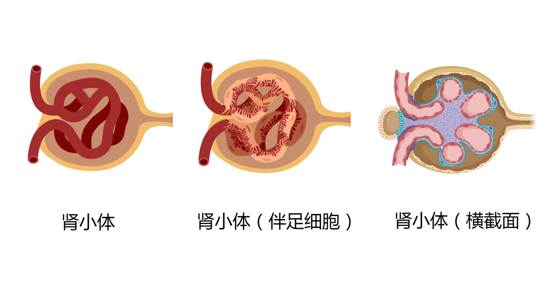 六宝典最新资料大全